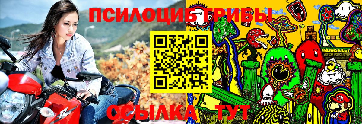 Псилоцибиновые грибы Psilocybe Будённовск
